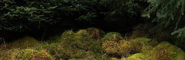 writing border pines