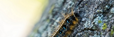 writing caterpillars